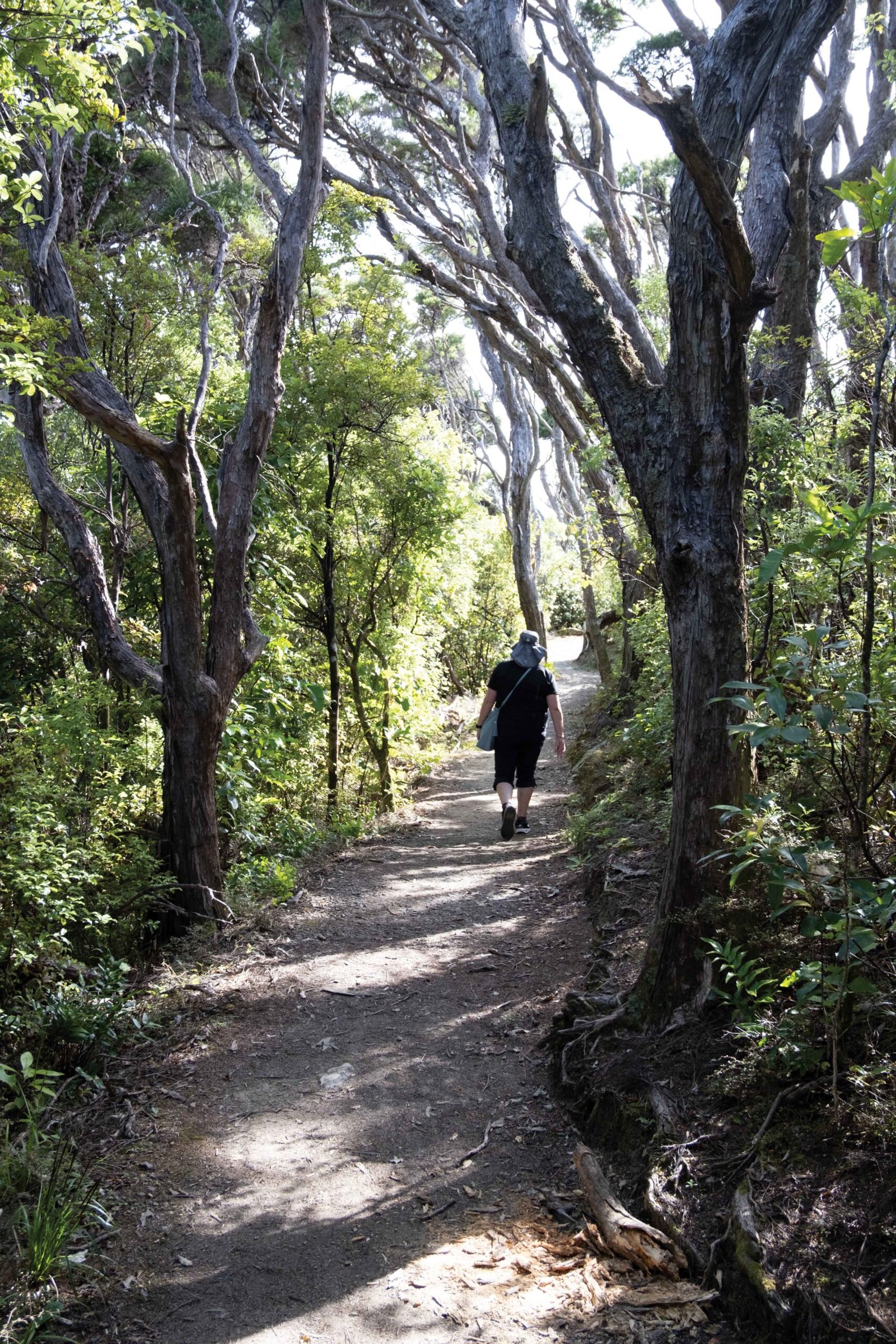 Motuara-Island-walkway