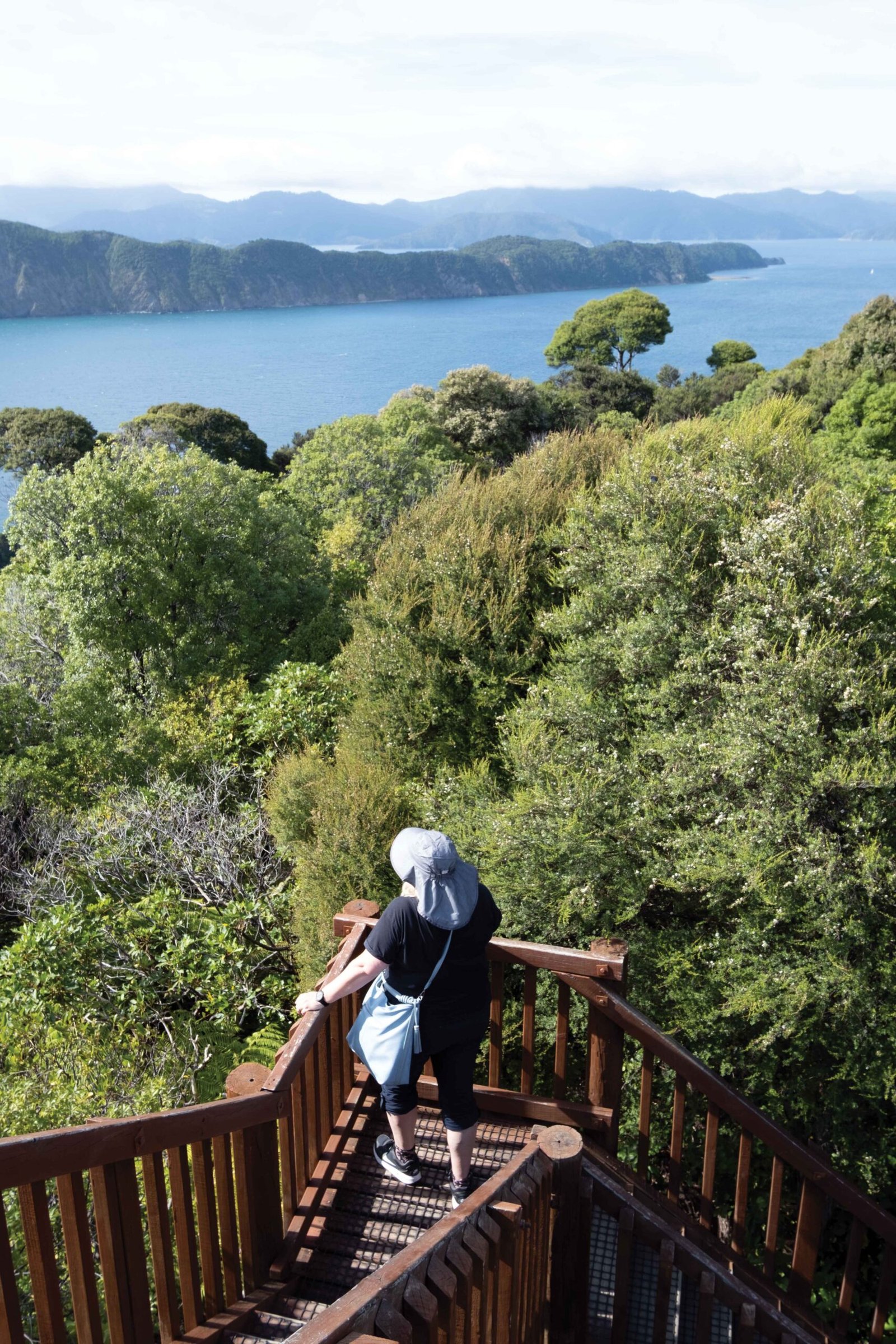 Motuara-steps-to-lookout