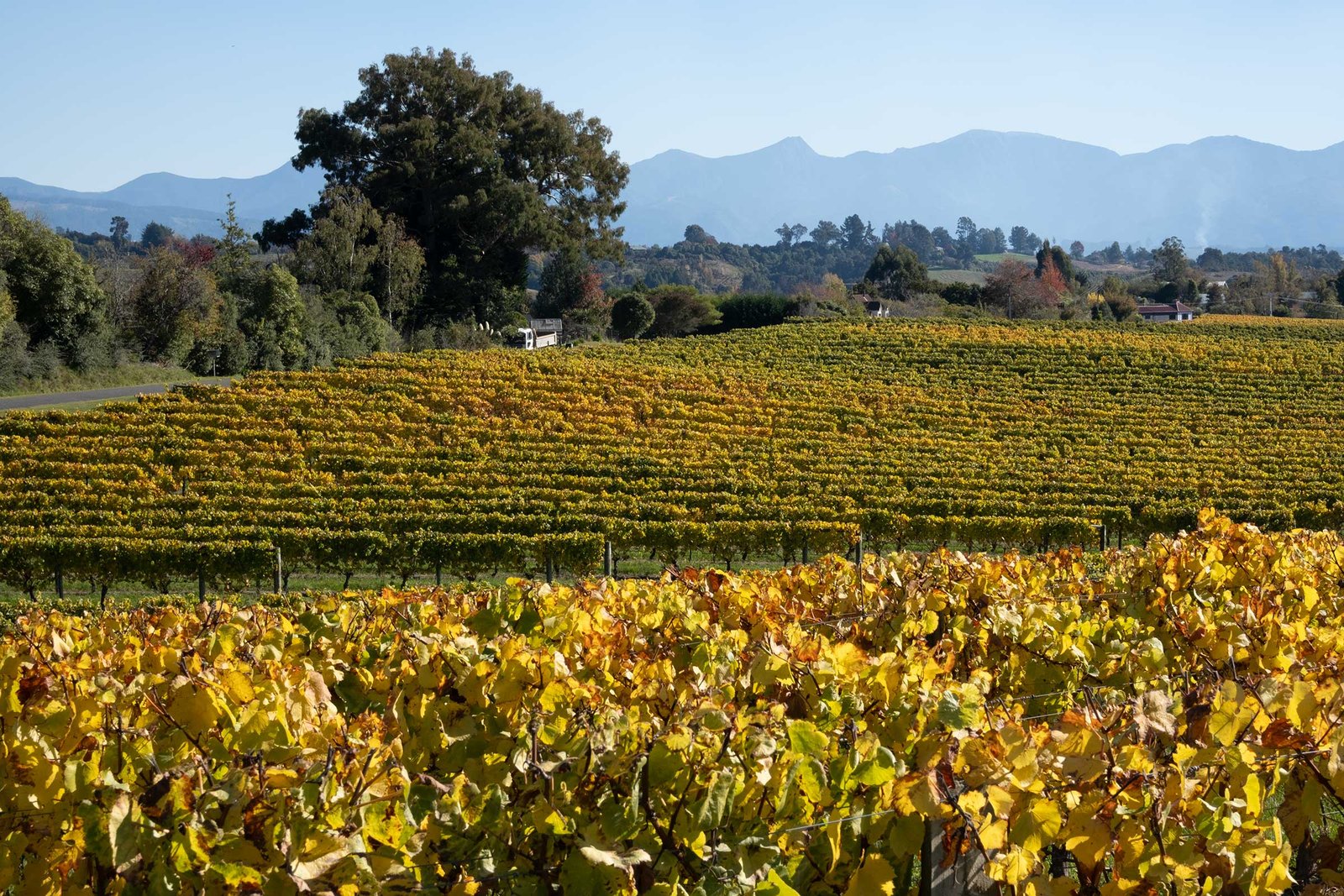 Heaphy Vineyard Heaphy Vineyard